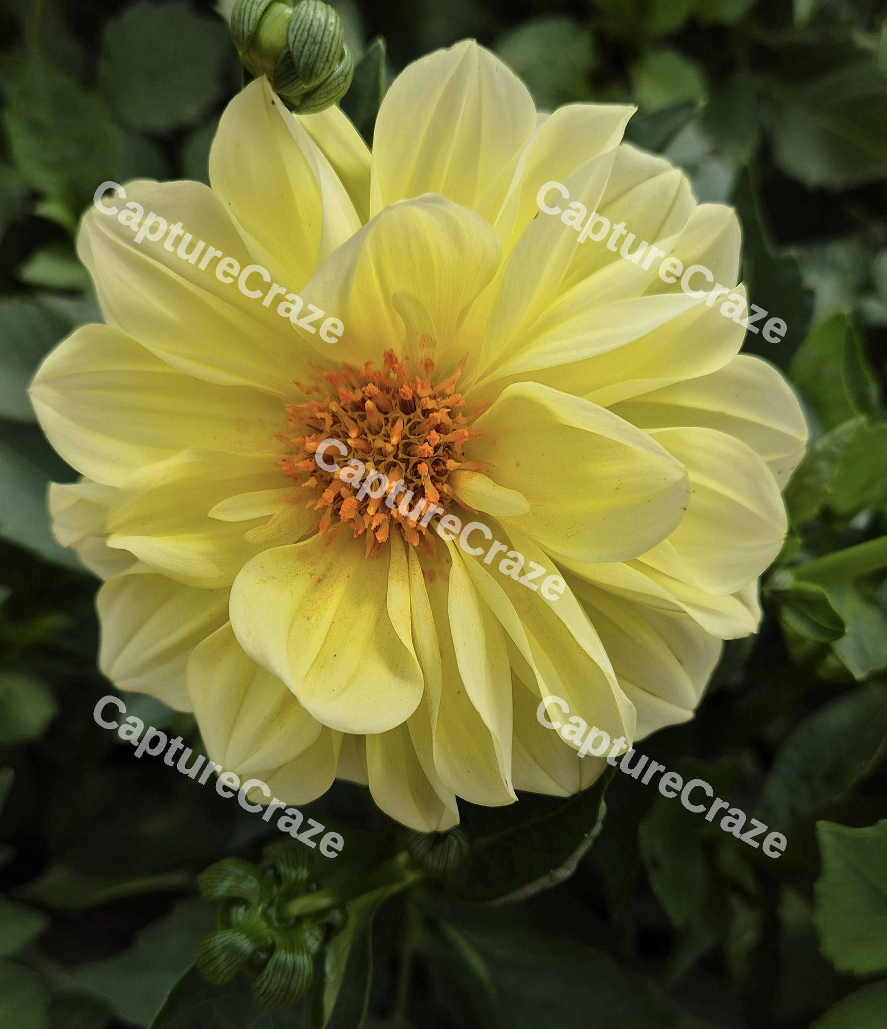 Yellow Dahlia flower